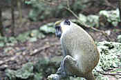 green monkey closeup.jpg (38033 bytes)