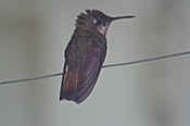 immature male ruby-topaz hummingbird.jpg (25081 bytes)