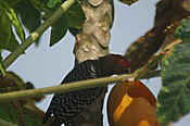 tobago woodpecker.jpg (36058 bytes)