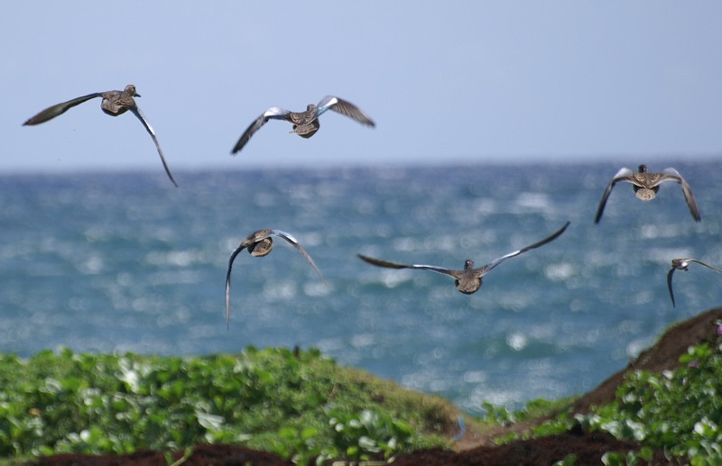 lue winged teal grenada