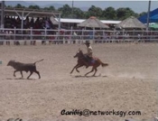 cow roping comp.jpg (21563 bytes)