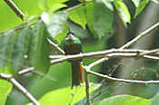 rufous-tailed jacamar.jpg (36861 bytes)