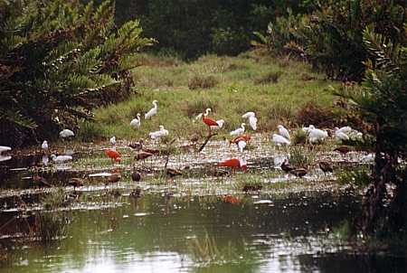 scarlet ibis feeding.jpg (172316 bytes)